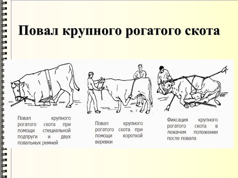 Повал крупного рогатого скота